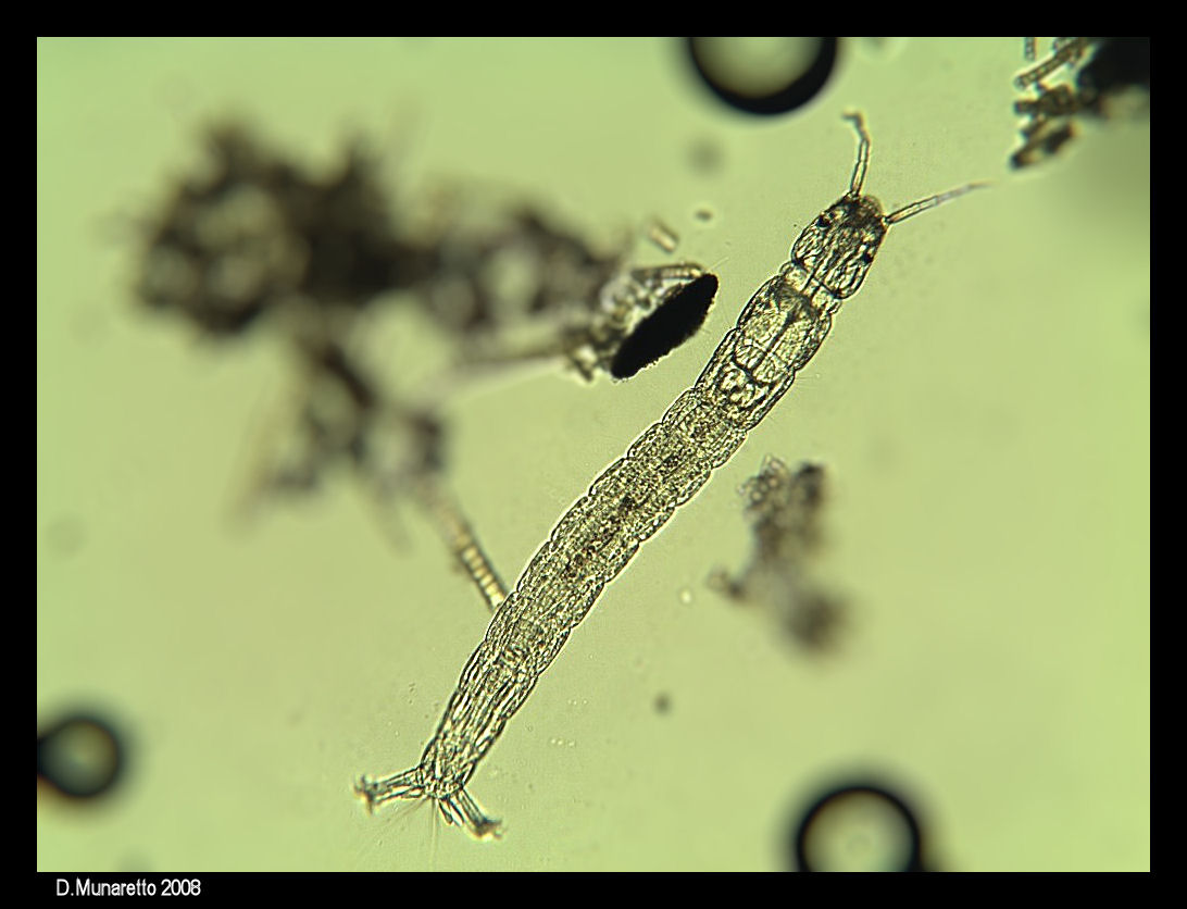 Larva di Chironomide (era 